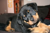 Rotweiller Puppy