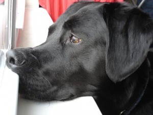 Black Lab Looking Out