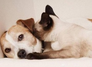 Cat whispering a secret to a dog