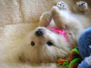 Gorgeous White Puppy