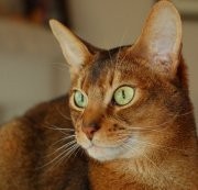 Abyssinian Cat