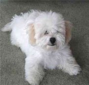 Bishon Frise Dog