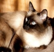 Birman Cat