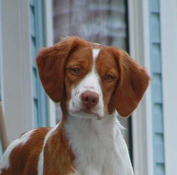 Brittany Spaniel Dog