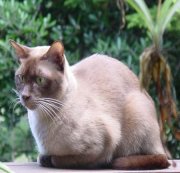 Burmese Cat