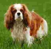 Cavalier King Charles Dog