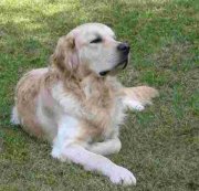 Golden Retreiver Dog