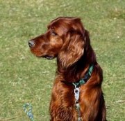 Irish Setter Dog