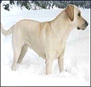 Labrador Retreiver Dog