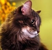 Maine Coon Cat