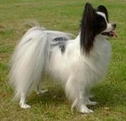 Papillon Dog