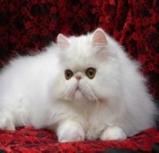 Persian Cat