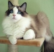 Ragdoll Cat