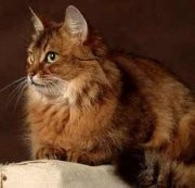 Somali Cat