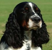 Springer Spaniel Dog