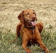 Vizla Dog