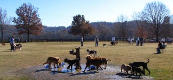 Beautiful Dog Park