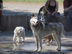 Dogs at the Park