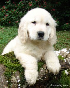 golden-retriever-puppy-8