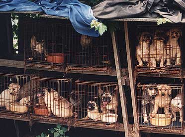 The Awful Reality of Puppy Mills Archives - Your Pets Universe : Your