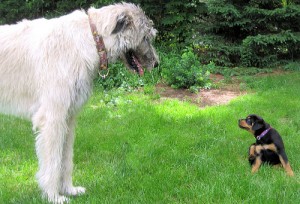 A Rotweiller puppy looks very tiny next to a Wolfhound