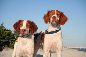 Pair of Britanny Spaniels