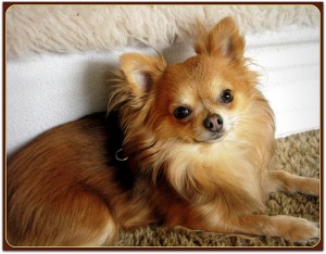 Beautiful Long Haired Chihuahua