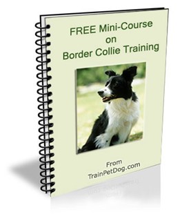Training of Border Collies