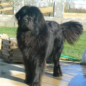 Black Mountain Dog