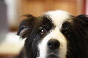 Close up of Border Collie