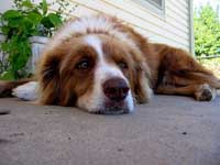 Ginger hanging out in the patio