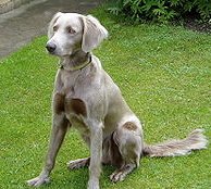 Long Haired Weimaraner