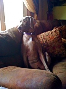 Weimaraners are members of the family