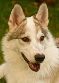 Cloud the wolfdog