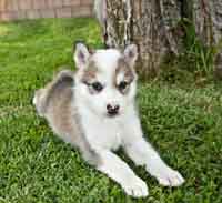 Wolfdog puppy