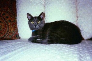 Risha-Russian Blue cat