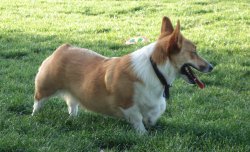 Yoda - Welsh Corgi