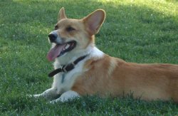 Corgi relaxing on the grass