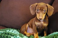 short haired dachshund