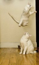 Cat Jumping