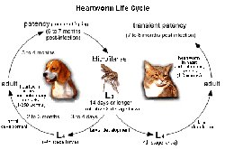 Heartworm Life Cycle