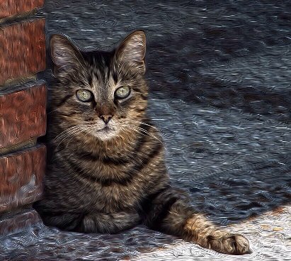 Frida, a gorgeous Tabby